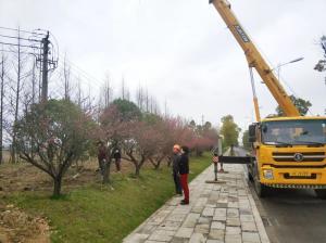  外環(huán)線道路景觀工程二、三標(biāo)段進(jìn)行補(bǔ)植復(fù)綠工作